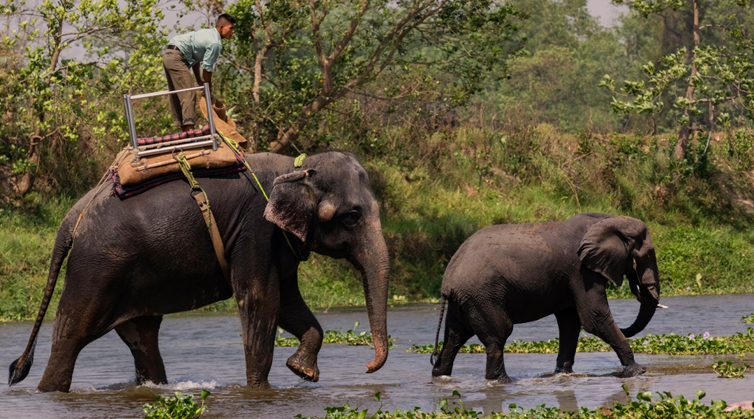 Corbett Tour Packages