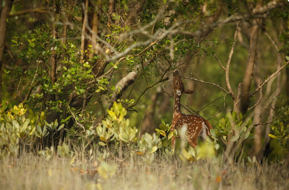 Wildlife Tour Packages