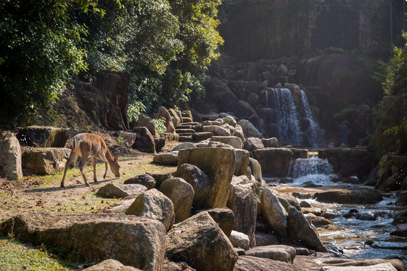 Safari Tours