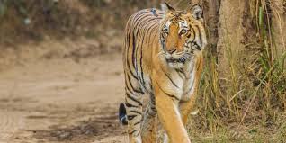 Wildlife Tour Packages