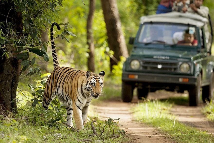 Wildlife Tour Packages