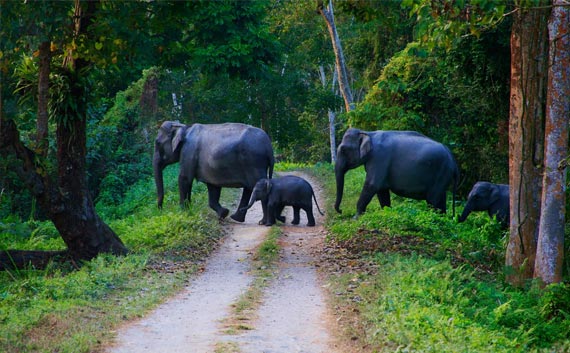 Wildlife Tour Packages