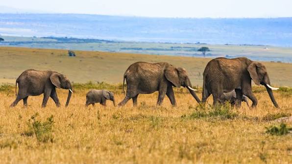 Game Drives Tour Packages