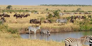 Wildlife Tour Packages