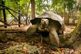 Wildlife Tour Packages