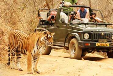 Wildlife Tour Packages