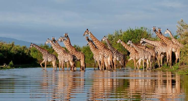 Game Drives Tour Packages