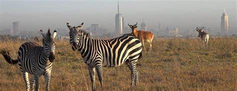 Game Drives Tour Packages
