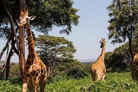 Wildlife Tour Packages