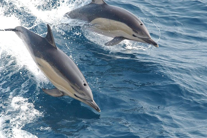 Dolphin Watching Tour Packages