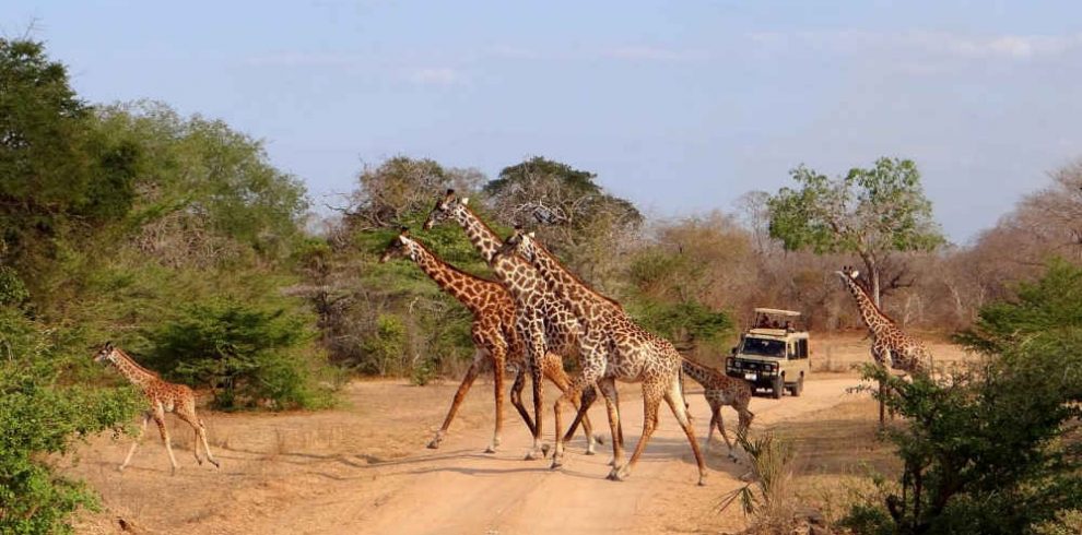 Game Drives Tour Packages