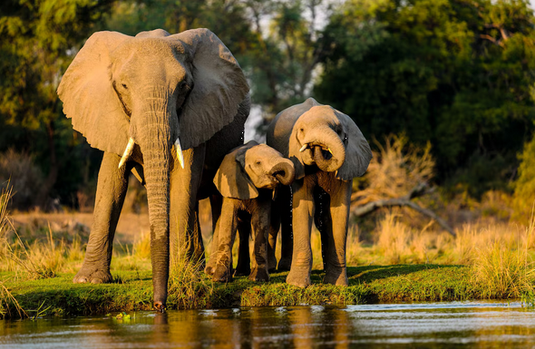 Wildlife Tour Packages