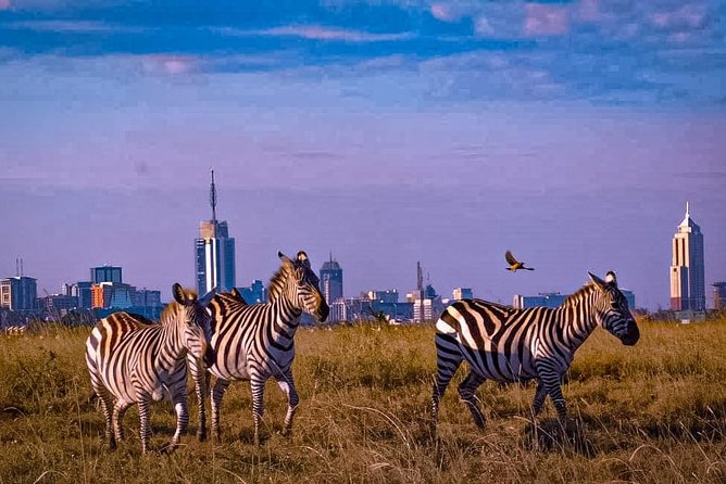 Game Drives Tour Packages