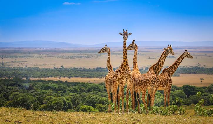 Wildlife Tour Packages