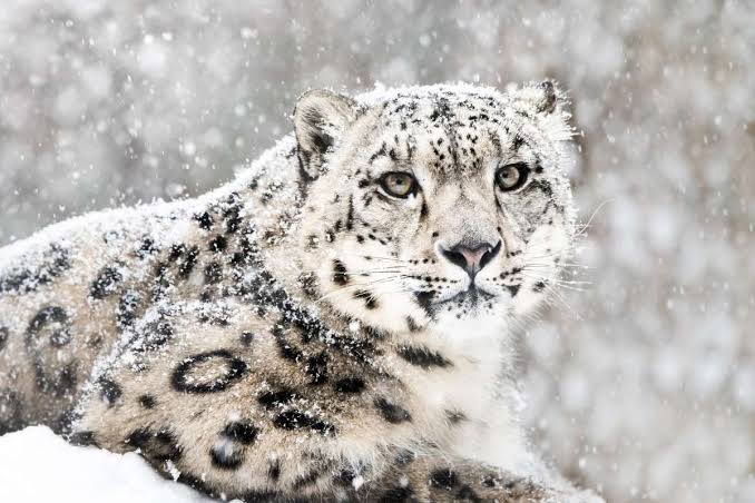 Wildlife Tour Packages