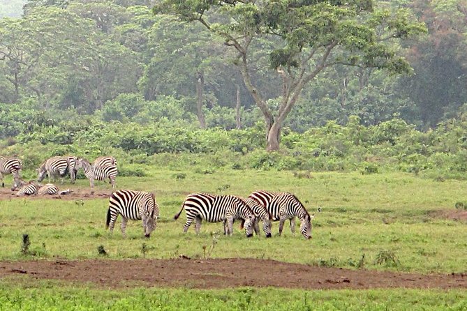 Game Drives Tour Packages