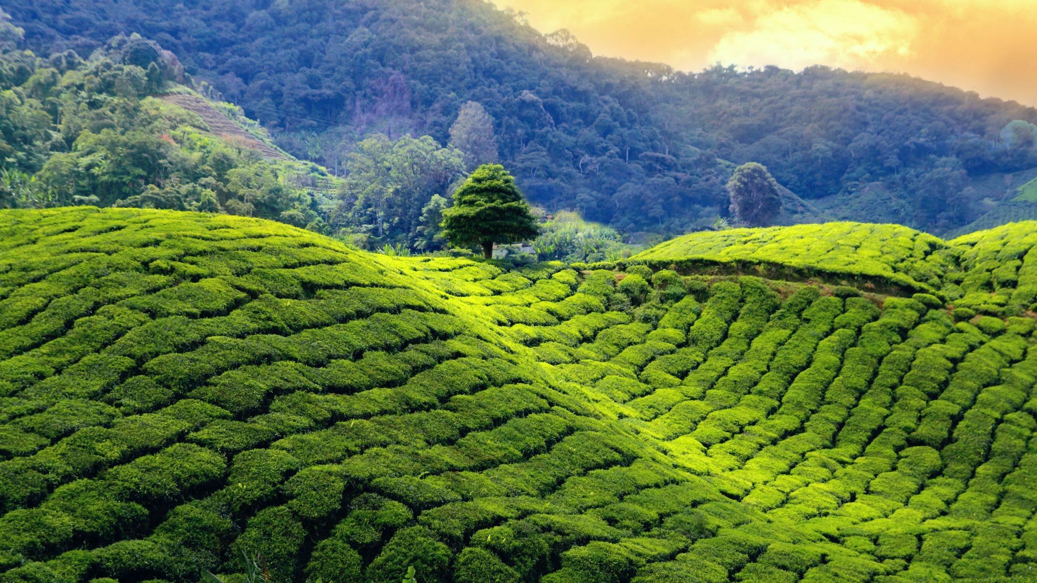 Darjeeling Tour Packages