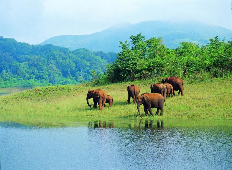 Wildlife Tour Packages