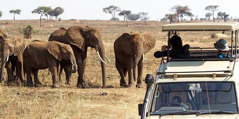 Game Drives Tour Packages
