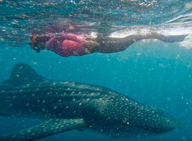 Swimming Tour Packages