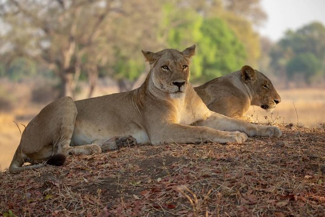 Wildlife Tour Packages