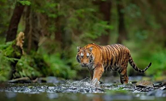 Wildlife Tour Packages