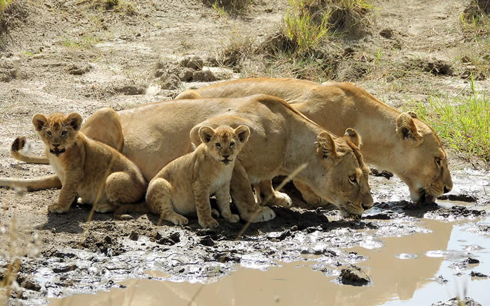 Wildlife Tour Packages