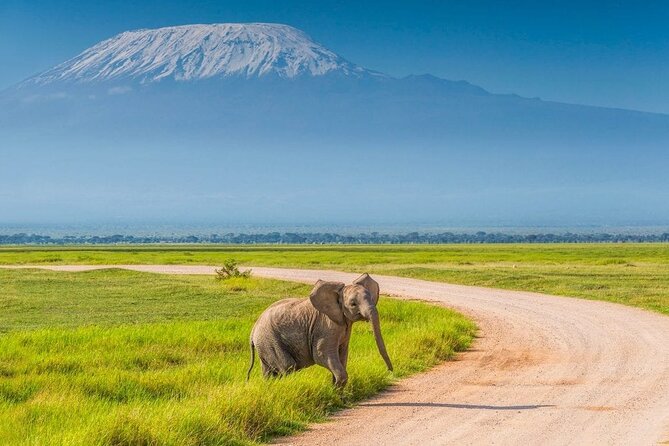 Wildlife Tour Packages