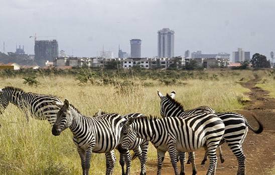 Safari Tours