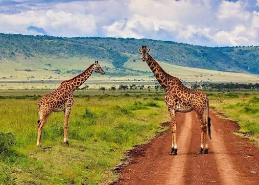 Wildlife Tour Packages
