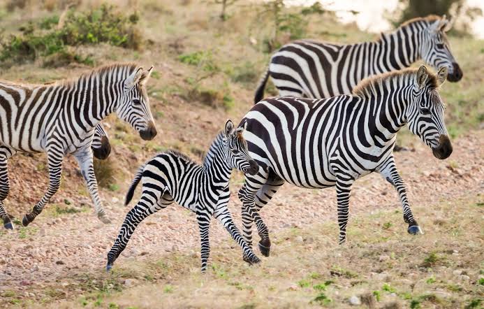 Safari Tours