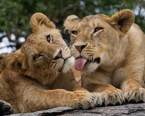 Wildlife Tour Packages