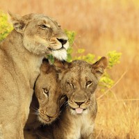 Wildlife and Nature Tour
