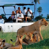 Wildlife Tours