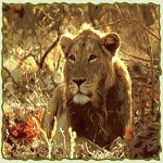 Wildlife Tour India,Wildlife Tour Packages,Holiday Travel Packages,Wildlife Vacation Tour