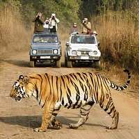 Wildlife Tours