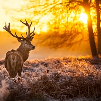 Wildlife Tours
