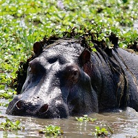 Akagera National Park