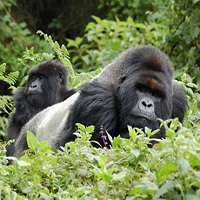 Bwindi Impenetrable Park