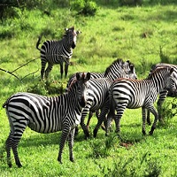 Lake Mburo National Park