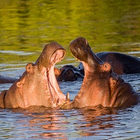 Lake Naivasha