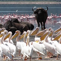 Lake Nakuru National Park
