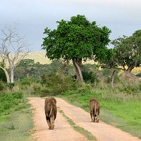 Mikumi National Park