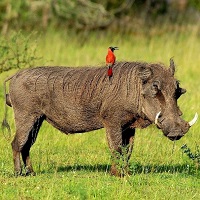 Mt Kenya National Park
