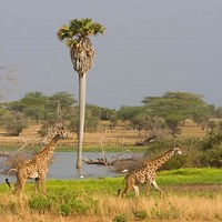 Selous National Park