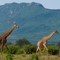 Tsavo West National Park