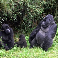 Volcanoes National Park
