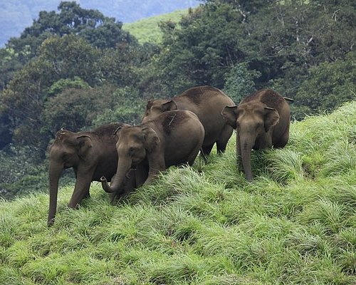 Wildlife Tour Packages