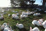 Angoora Rabbit Farm