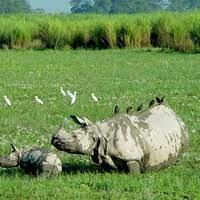 Kaziranga Tour